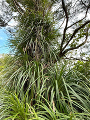 (c) Tom Beard, some rights reserved (CC BY) Freycinetia banksii, photograph (c) Tom Beard, some rights reserved (CC BY)