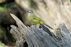 Pycnonotus flavescens