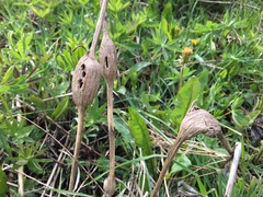 Lasioptera artemisiae