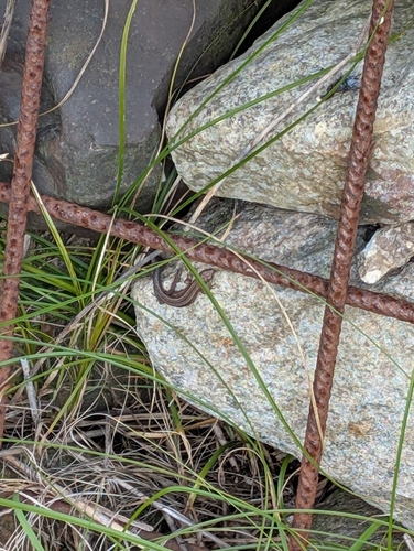 Viviparous Lizard