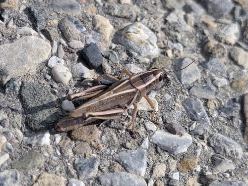 Two-striped Grasshopper