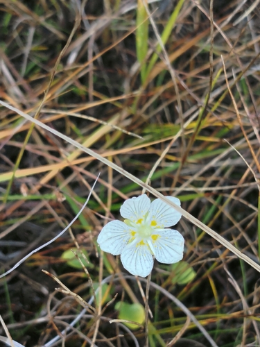 marsh grass-of-Parnassus