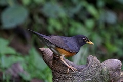 Turdus dissimilis