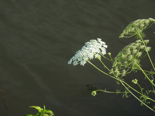 Ammi majus, photograph 2