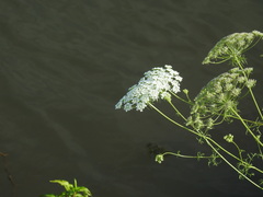 Ammi majus, photograph (c) Duarte Frade, some rights reserved (CC BY)