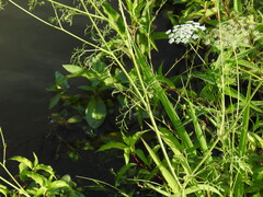 Ammi majus, photograph (c) Duarte Frade, some rights reserved (CC BY)