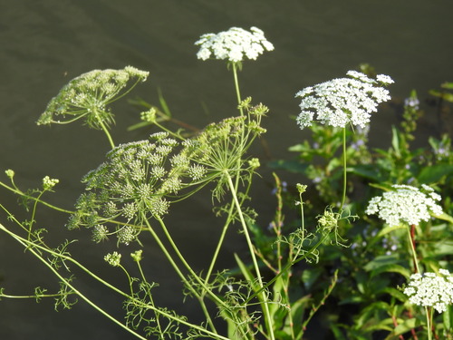 Ammi majus