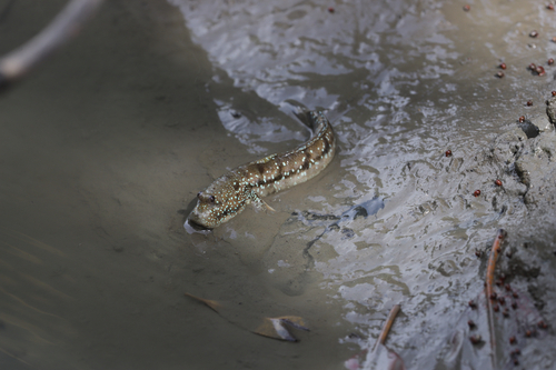 Boddart's Blue-spotted Mudskipper