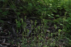 Pterostylis ectypha