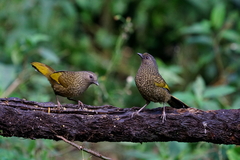 Trochalopteron subunicolor