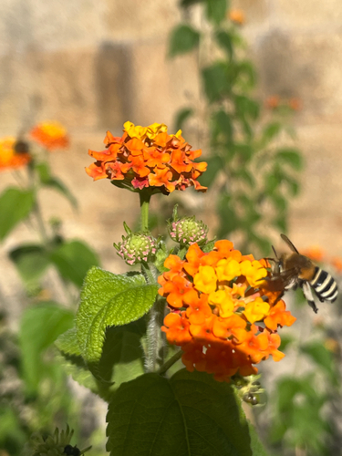 Four-striped Digger Bee