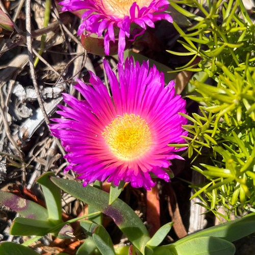 Carpobrotus glaucescens, photograph 2