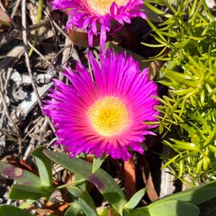 (c) James K. Douch, some rights reserved (CC BY-SA) Carpobrotus glaucescens, photograph (c) James K. Douch, some rights reserved (CC BY-SA)
