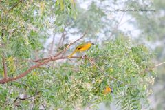 Malaconotus blanchoti