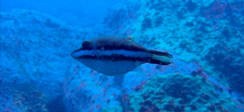 Canthigaster callisterna observed 2026-09-12