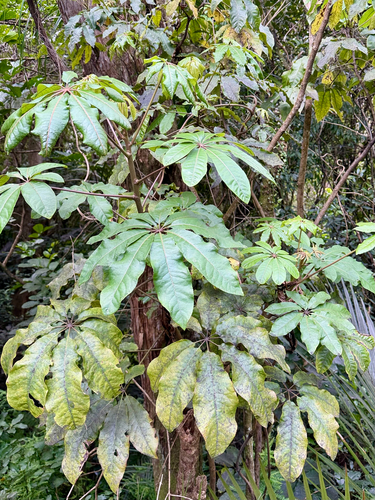 Schefflera digitata, photograph 2