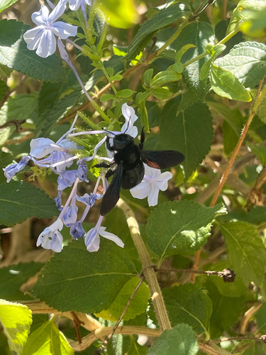 Violet Carpenter Bee