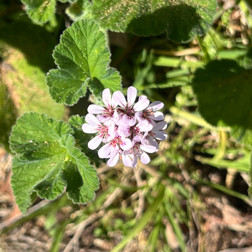 Pelargonium australe