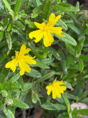 Hibbertia furfuracea observed 2026-09-12