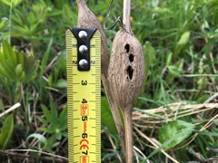 Lasioptera artemisiae