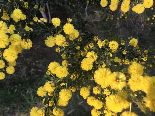 Kangaroo thorn