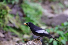 Turdus boulboul