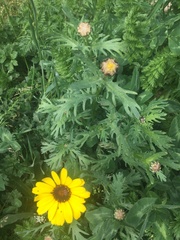 Coreopsis basalis