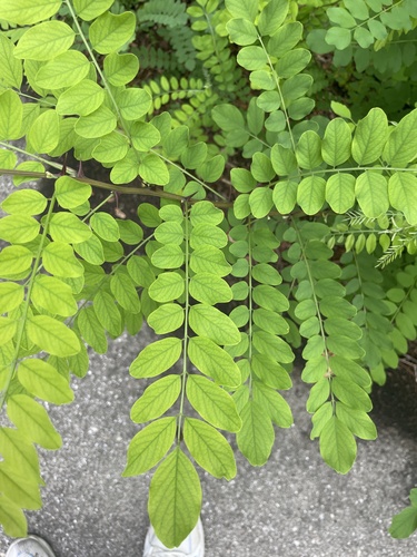 black locust