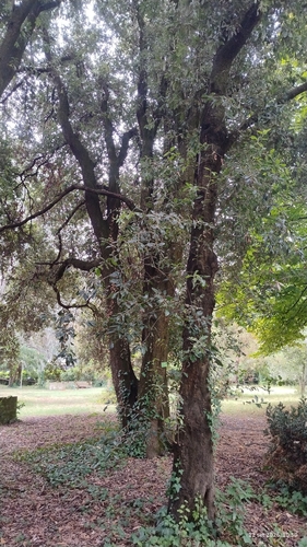 Holm oak