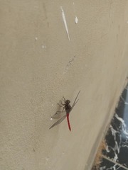 Bradinopyga strachani