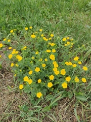 Potentilla chrysantha