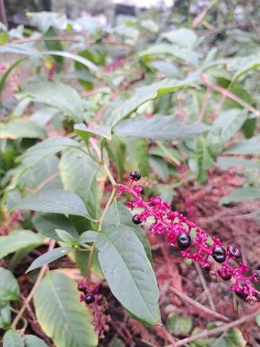 American pokeweed