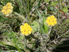 Helichrysum cephaloideum
