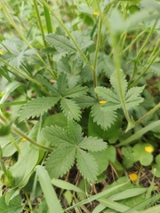 Potentilla chrysantha