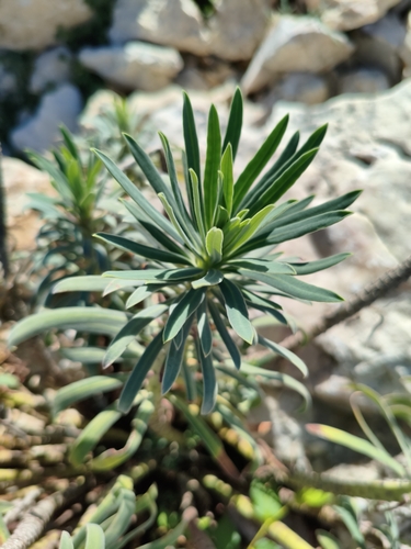 Mediterranean spurge