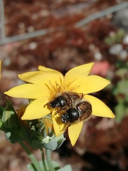 Chasmatopterus
