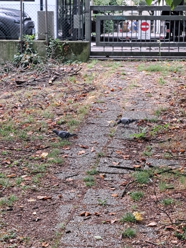 Feral Pigeon