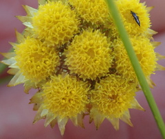 Helichrysum cephaloideum