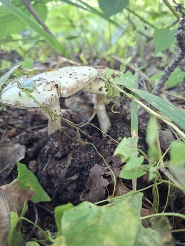 False Death-cap