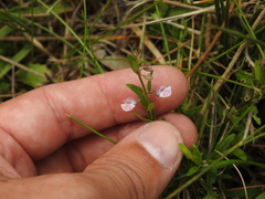 Scutellaria minor