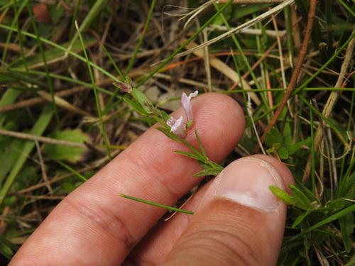 Scutellaria minor, photograph 1