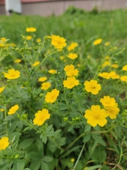 Potentilla chrysantha