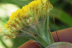 Helichrysum cephaloideum