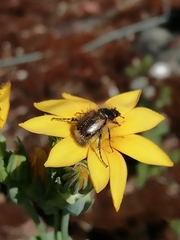 Chasmatopterus