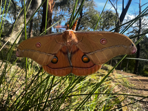 Helena Gum Moth