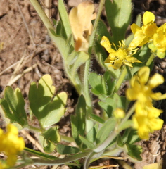 Ranunculus occidentalis occidentalis