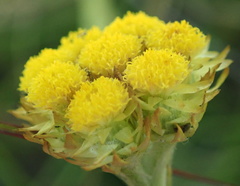 Helichrysum cephaloideum