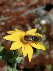 Chasmatopterus
