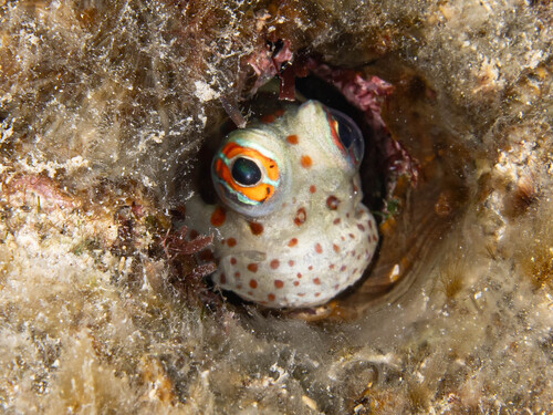 Blenniella chrysospilos observed 2026-08-08