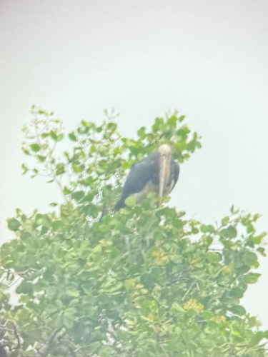 Lesser Adjutant